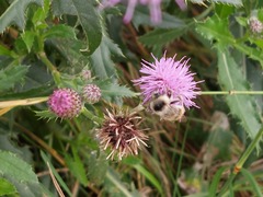 Bombus sylvarum
