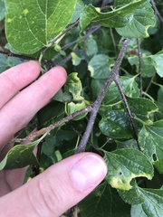 Celtis occidentalis
