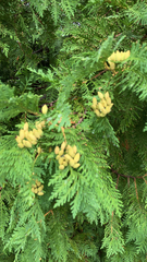 Thuja occidentalis