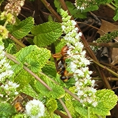 Sphex ichneumoneus