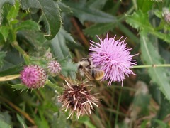 Bombus sylvarum