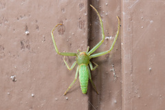 Araneae