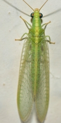 Pseudomallada flavifrons