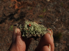 Cladonia leporina