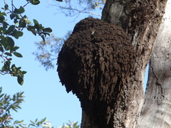 Nasutitermes walkeri