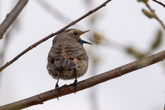 Luscinia svecica