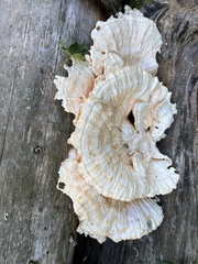 Fungi