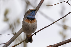 Luscinia svecica