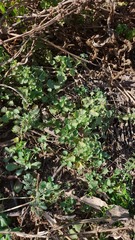Urtica circularis