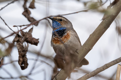 Luscinia svecica