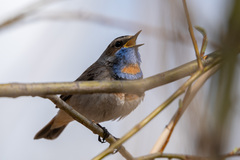 Luscinia svecica