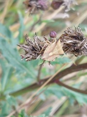 Carpocoris fuscispinus