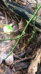 Smilax rotundifolia