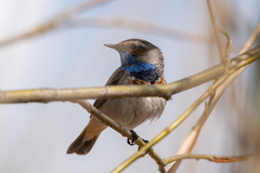 Luscinia svecica