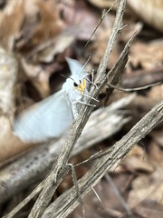 Spilosoma congrua