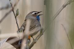 Luscinia svecica