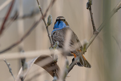 Luscinia svecica