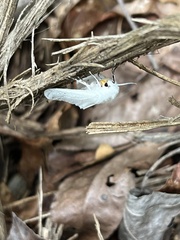 Spilosoma congrua