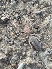 Solifugae