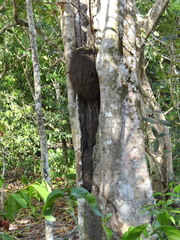 Nasutitermes corniger