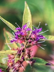 Decodon verticillatus