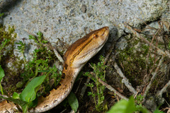 Protobothrops mucrosquamatus