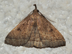 Pechipogo plumigeralis