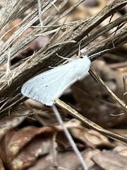 Spilosoma congrua