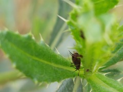 Aphidomorpha