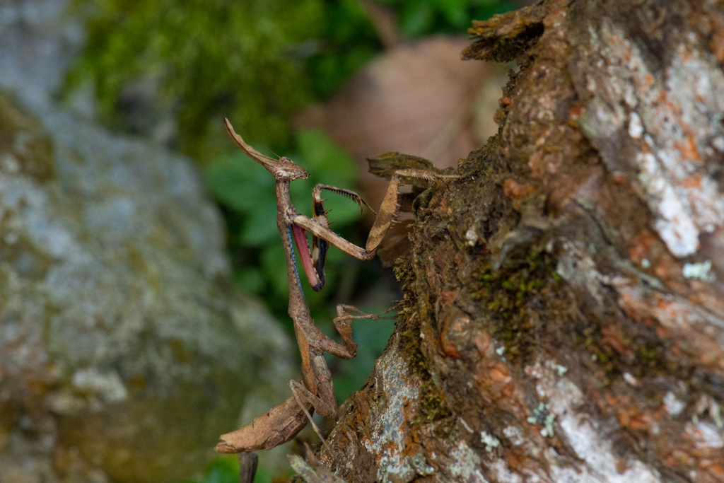 Phyllothelys werneri