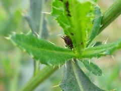 Aphidomorpha