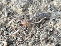 Solifugae