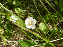 Parnassia palustris