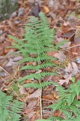 Dryopteris marginalis