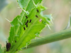 Aphidomorpha