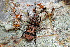 Xylinada annulipes