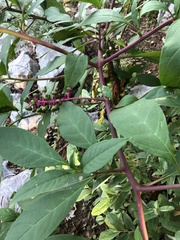 Phytolacca americana