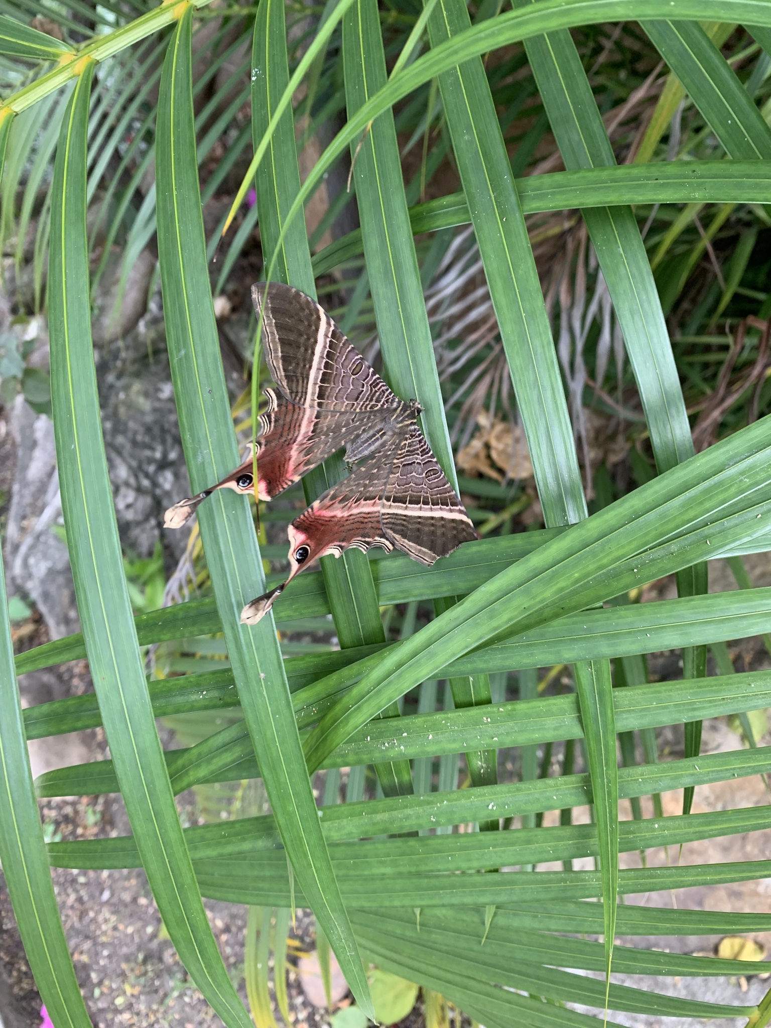 Nothus lunus Linnaeus, 1758