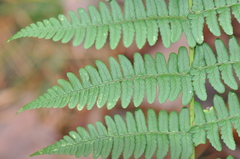 Dryopteris marginalis