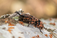 Xylinada annulipes