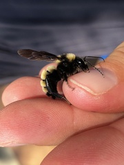 Bombus sonorus