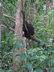 Nasutitermes corniger