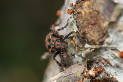Xylinada annulipes