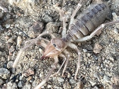 Solifugae