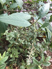 Phytolacca americana