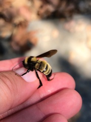 Bombus sonorus