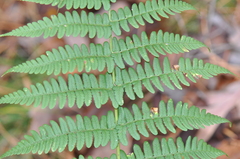 Dryopteris marginalis
