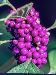 Callicarpa americana