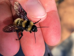 Bombus sonorus