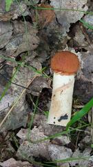 Leccinum aurantiacum